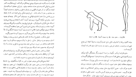 معرفی و دانلود کتاب سنگواره های انسان عصر حجر دکتر روبر ژولین 527 صفحه PDF