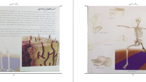 معرفی و دانلود کتاب یوگا و آناتومی ری لانگ 202 صفحه PDF