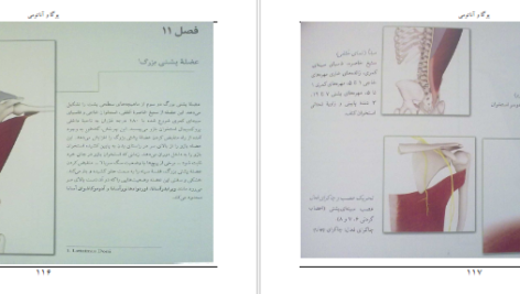 معرفی و دانلود کتاب یوگا و آناتومی ری لانگ 202 صفحه PDF